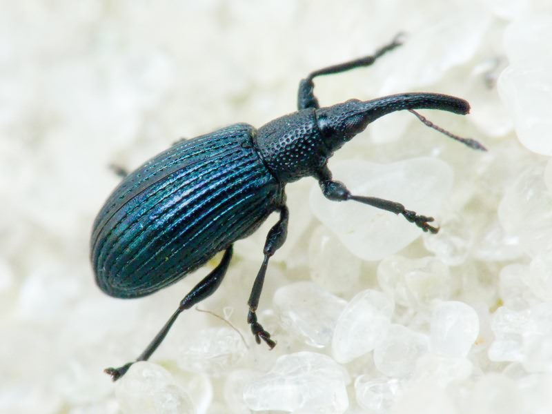 Stenopterapion (Stenopterapion) meliloti (W. Kirby, 1808)